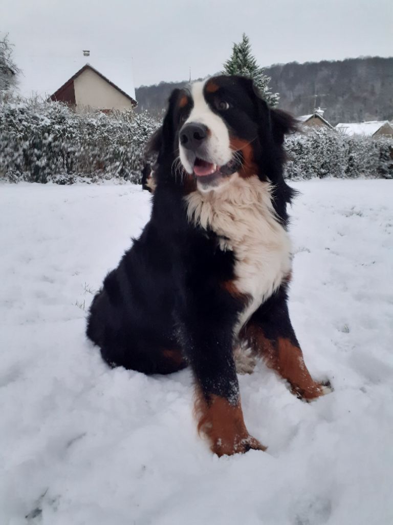 Tchewie Du Jardin De La Morinière