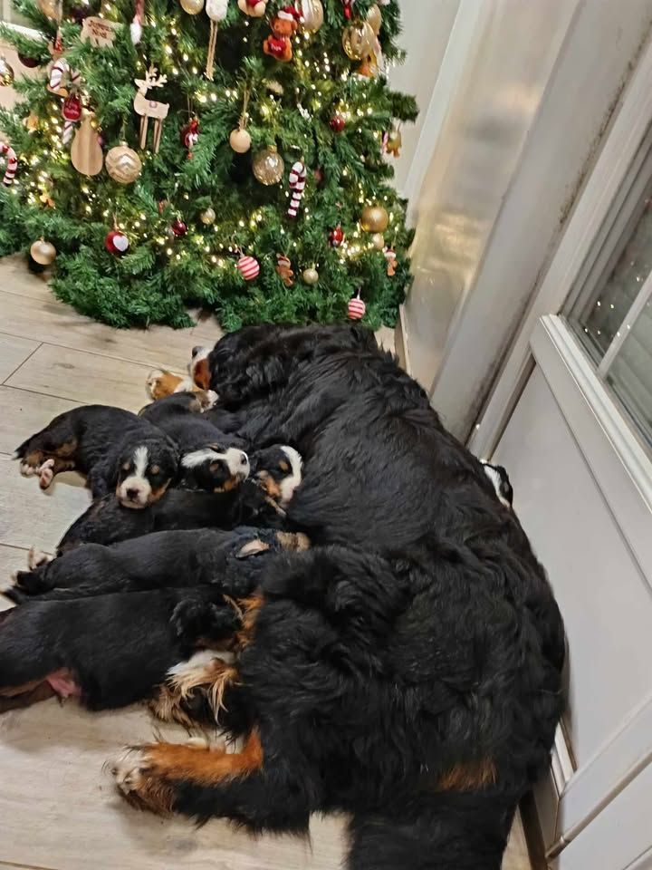 chiot Bouvier Bernois De L'univers Des Grosses Patounes